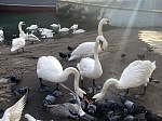 Всероссийские дни наблюдений водоплавающих птиц "Серая шейка"
