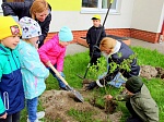 Международная акция "САД ПАМЯТИ"