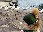 Всероссийские дни наблюдений водоплавающих птиц "Серая шейка"